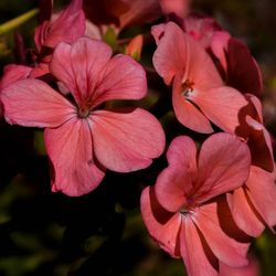 Close-up of pink flowers blooming outdoors