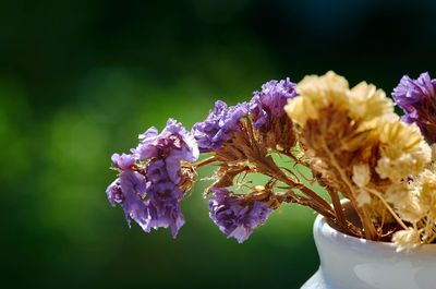 Close-up of purple flowering plant