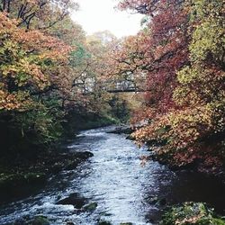 River flowing through forest