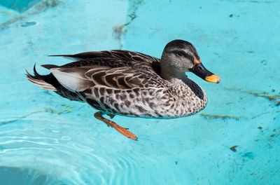 Close-up of duck swimming in water