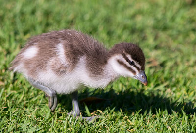 Close-up of a bird on field