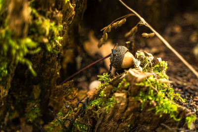 Close-up of lizard on tree trunk