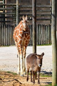 Horse standing in a zoo