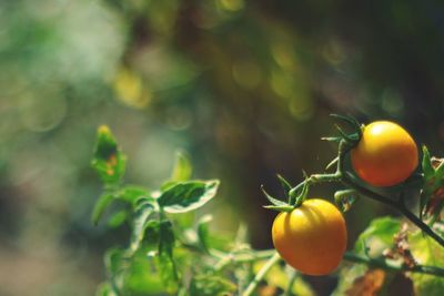 Close-up of yellow tomatoes on the vine