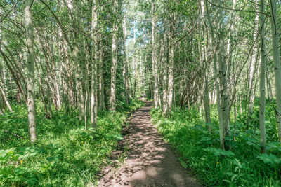 Trees in forest