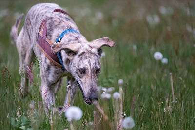 Close-up of a dog on field