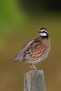 Close-up of northern bobwhite perching on wooden post