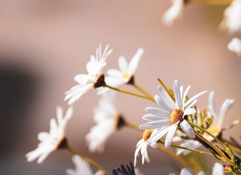 Close-up of white cherry blossoms