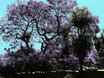 Low angle view of tree against sky