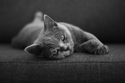 Close-up portrait of a cat resting on sofa