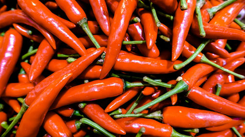 Lot of chili as a food background. chili pepper. red background. hot chili pepper on market.