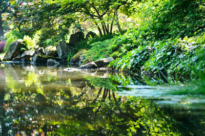 Reflection of trees in lake