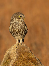 Close-up of bird perching on rock