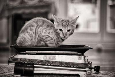 Portrait of cat sitting on table