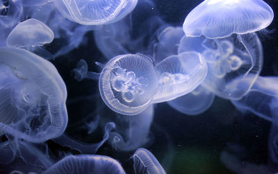 Close-up of jellyfish in sea