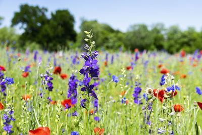 Close-up of purple flowering plants on field