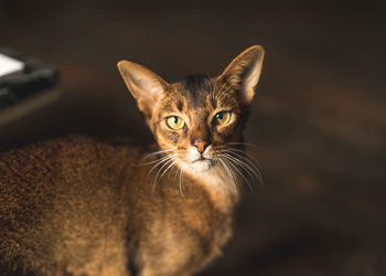 Portrait of cat at home