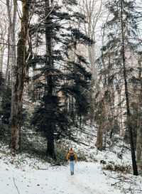 Rear view of woman hiking in forest. winter, snow, trail, path, trees, full length.