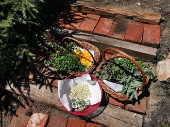 High angle view of potted plants on table