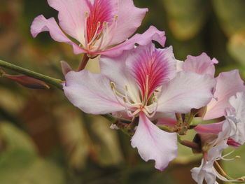 Close-up of pink flowering plant