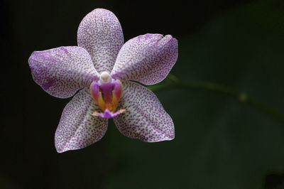 Close-up of flower blooming against black background