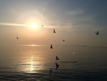 Silhouette birds flying over sea against sky during sunset