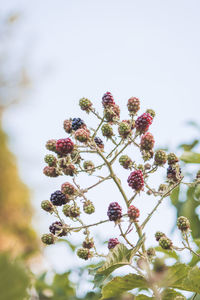 Low angle view of flower tree against sky