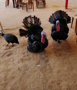 High angle view of birds on the floor