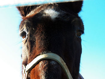 Close-up of portrait of horse