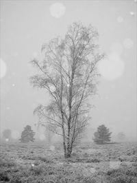 Bare tree on snow covered landscape