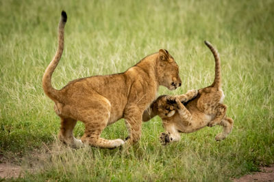 Lion cub stands slapping another in mid-air