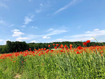 Red poppy flowers on field against sky