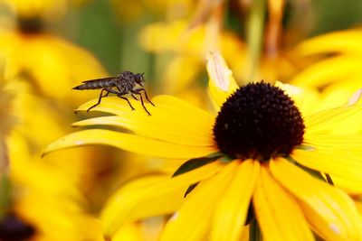 Close-up of insect on yellow flower