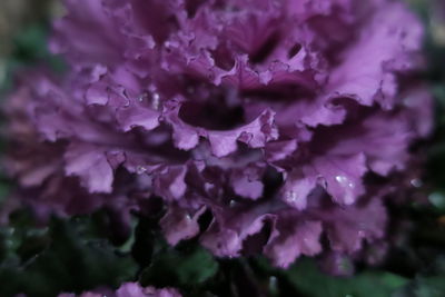 Full frame shot of purple flower