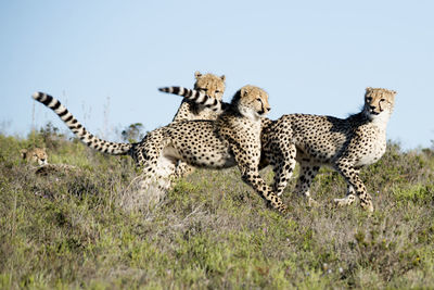 Cheetahs on field