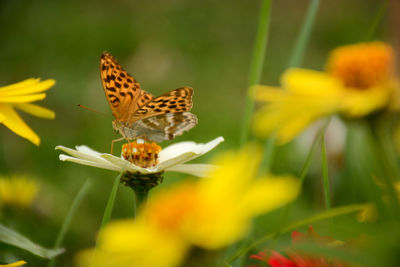 Butterfly on flower