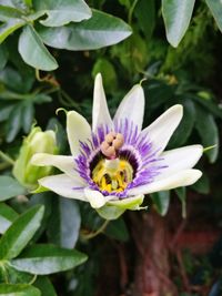 Close-up of flower blooming outdoors