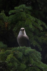 Close-up of owl perching on tree trunk