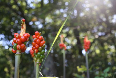 Close-up of berries growing on tree