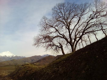 Bare tree on mountain against sky