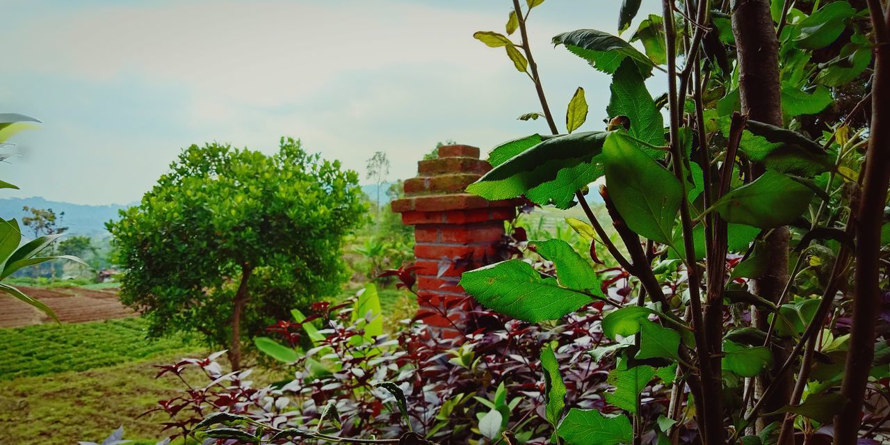 plant, growth, plant part, leaf, green color, nature, architecture, beauty in nature, built structure, tree, day, building exterior, no people, sky, outdoors, flowering plant, flower, building, freshness, field