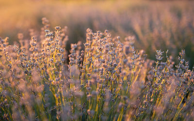 Close-up of purple flowering plants on field