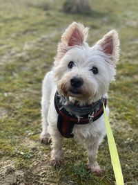 Close-up of west highland terrier dog on field
