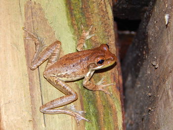 Close-up of frog on tree trunk