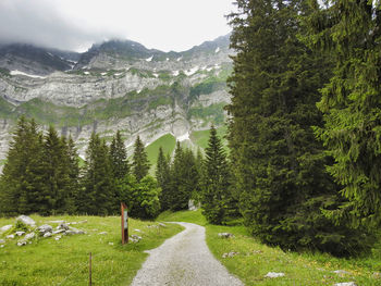 Footpath amidst pine trees in forest