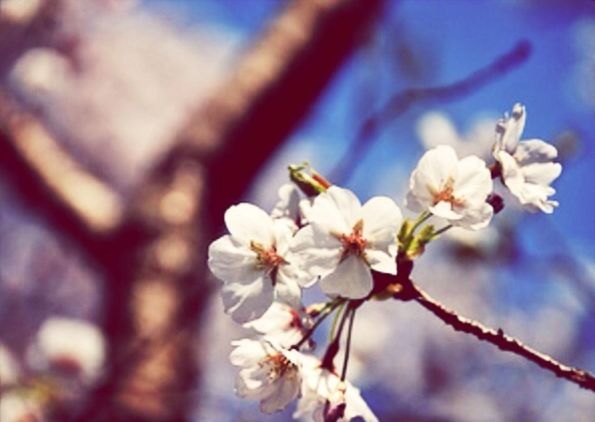 flower, freshness, fragility, white color, petal, cherry blossom, growth, focus on foreground, beauty in nature, close-up, branch, nature, flower head, blossom, twig, cherry tree, stamen, blooming, in bloom, tree