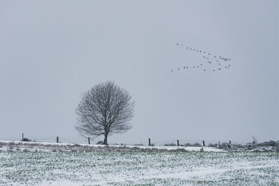 Birds flying over field against sky