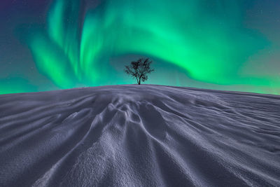 Spectacular view of lonely leafless tree growing in snowy valley in winter under night sky with green glowing aurora borealis