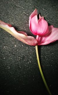 Close-up of pink rose growing on field