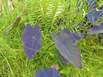 Close-up of fresh green leaf